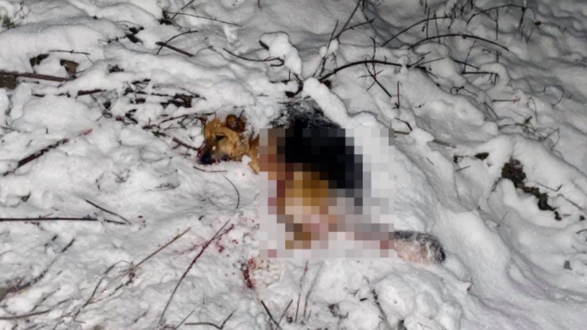 W Siędlęcinie sprawcy zrzucili z wysokiego wiaduktu kolejowego psa.  Zwierzę nie przeżyło upadku.