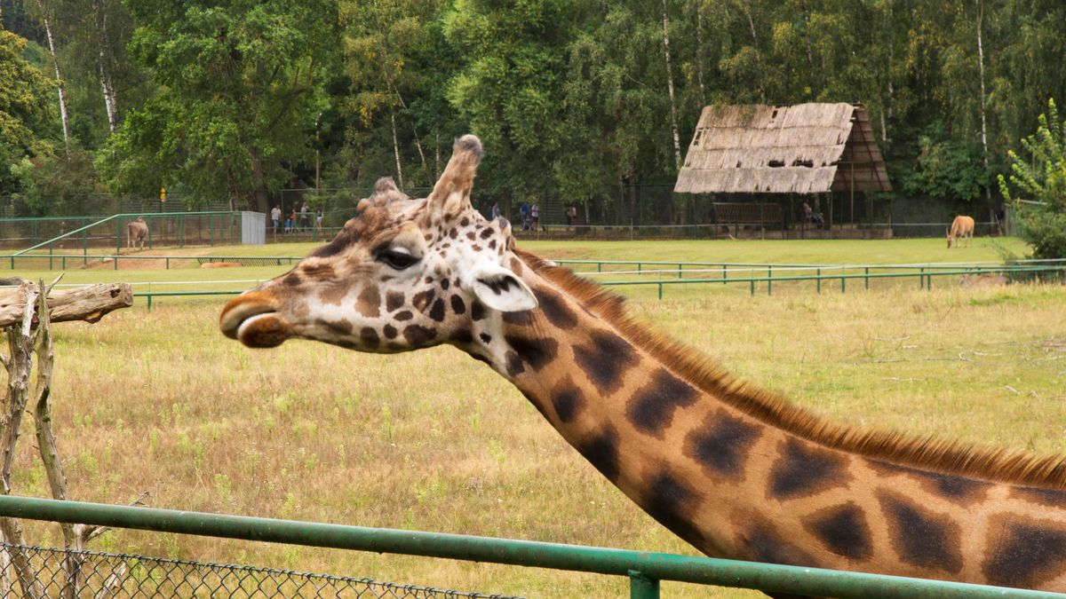 Żyrafy w Gdańsku powiększyły swoją rodzinę. pierwsze żyrafiątko 