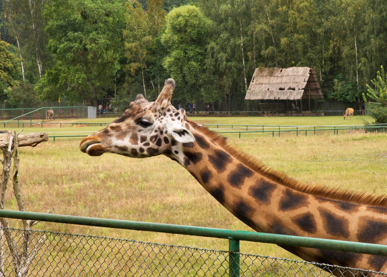 Ciąża trwała 450 dni. "Słodki prezent na święta, wszyscy się cieszymy"