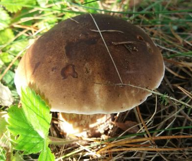 Gdzie na grzyby na Pomorzu. Polecane miejsca przez grzybiarzy