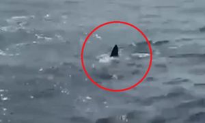 Alert na plażach w portugalskim kurorcie. Żarłacz biały przy Nazaré