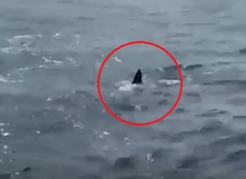 Alert na plażach w portugalskim kurorcie. Żarłacz biały przy Nazaré