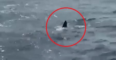 Alert na plażach w portugalskim kurorcie. Żarłacz biały przy Nazaré