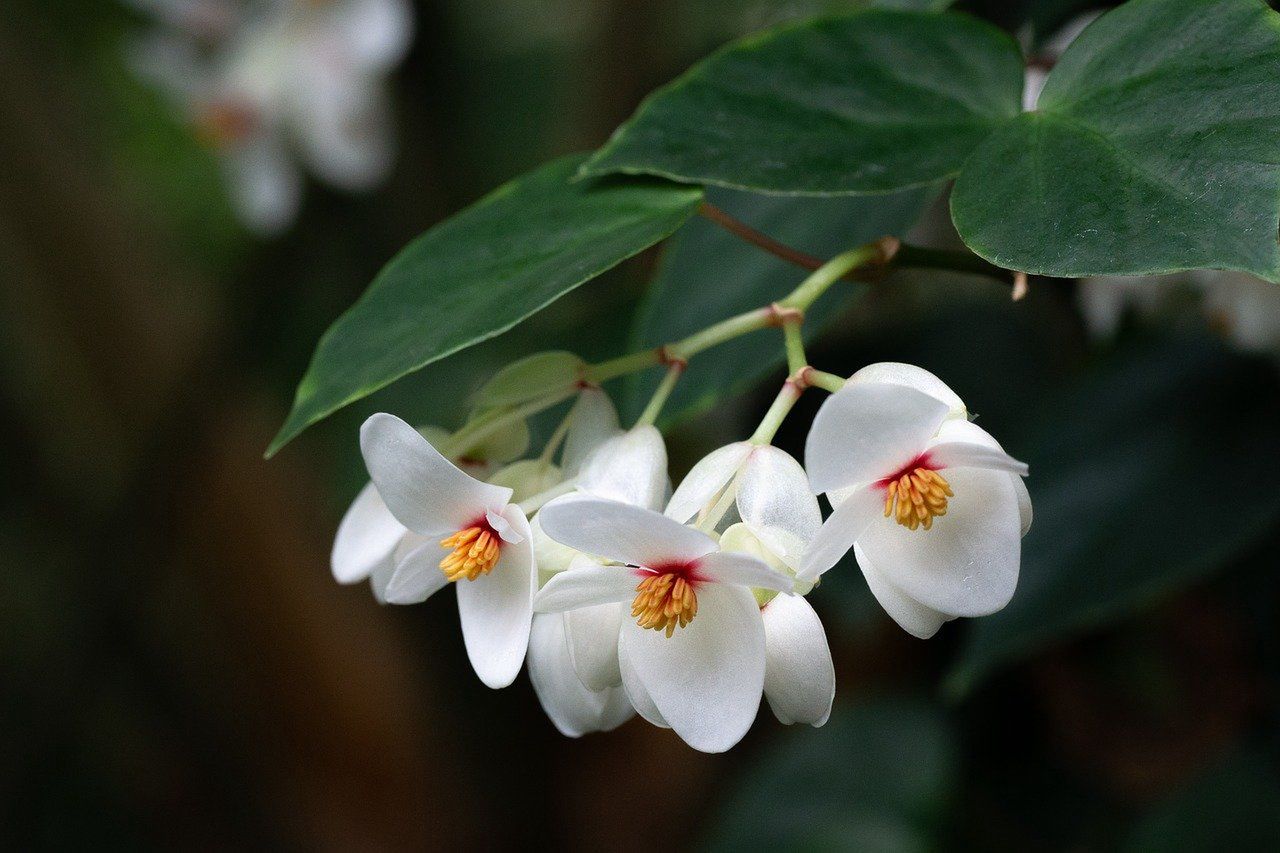 Begonia doniczkowa. Piękna roślina w doniczce