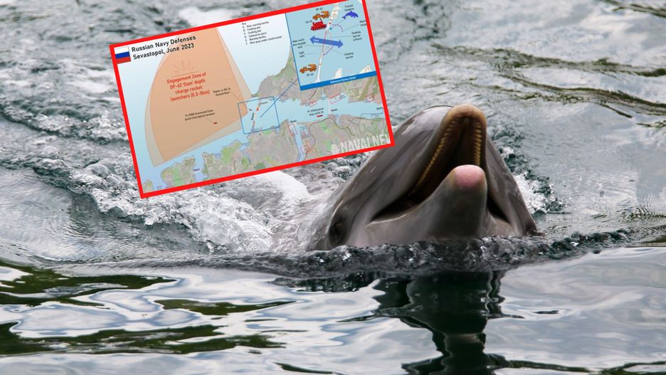 Rosja chce wykorzystać delfiny do obrony Sewastopola