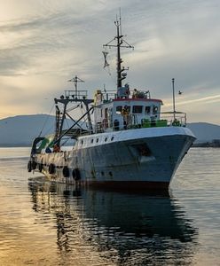 Irlandczycy złamali blokadę Putina. Niezależni obserwatorzy donoszą