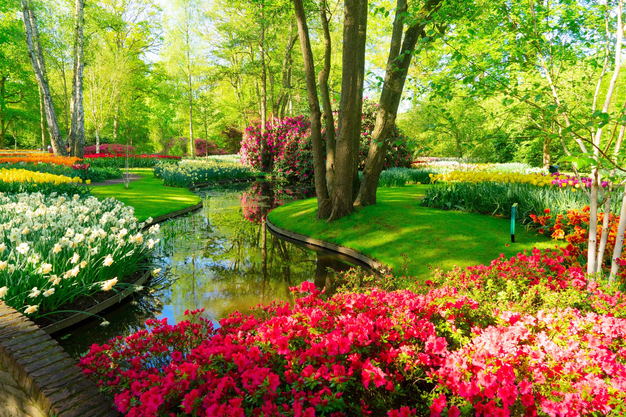 Keukenhof to raj dla miłośnikó naury, a zwłaszcza kwiatów