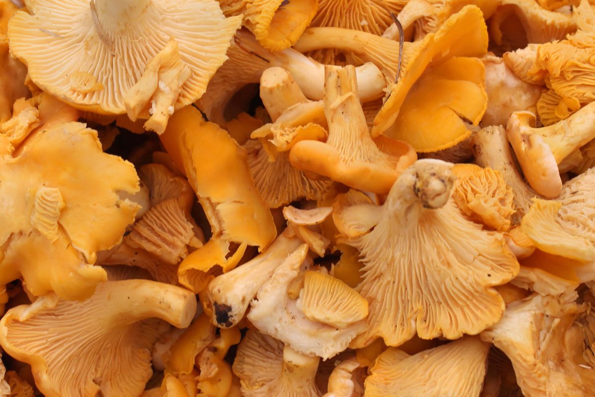 See how to make homemade chanterelle pasta