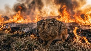 Bielsko-Biała: Pożary traw znów wracają wiosną. Ponad 50 interwencji