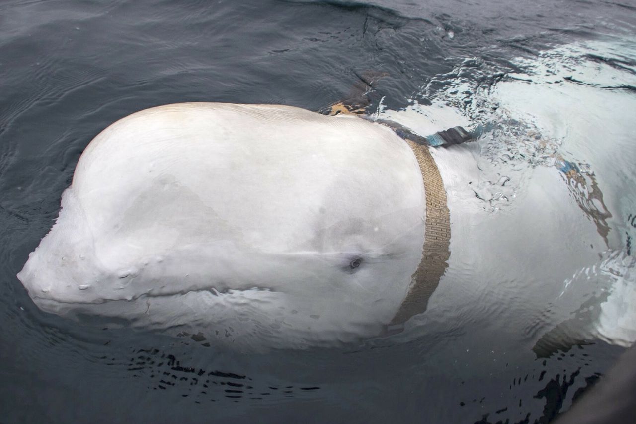 Norwegia ostrzega przed wielorybami-szpiegami