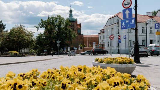 Bratki na ulicach Płocka 