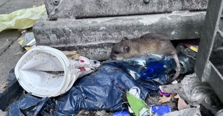 Plaga na osiedlu w Gdyni. Mieszkańcy wskazują winnych