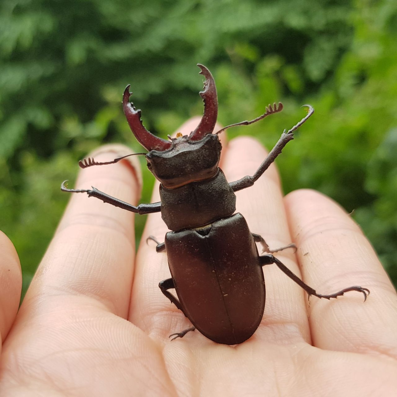 Ma nawet 9 cm długości. Jedyna słuszna reakcja, gdy spotkasz