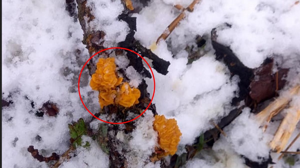 Leśnicy znowu zaintrygowali internautów. "Zimowe ozdoby"