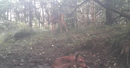 Nagranie z fotopułapki. Upał, środek lasu