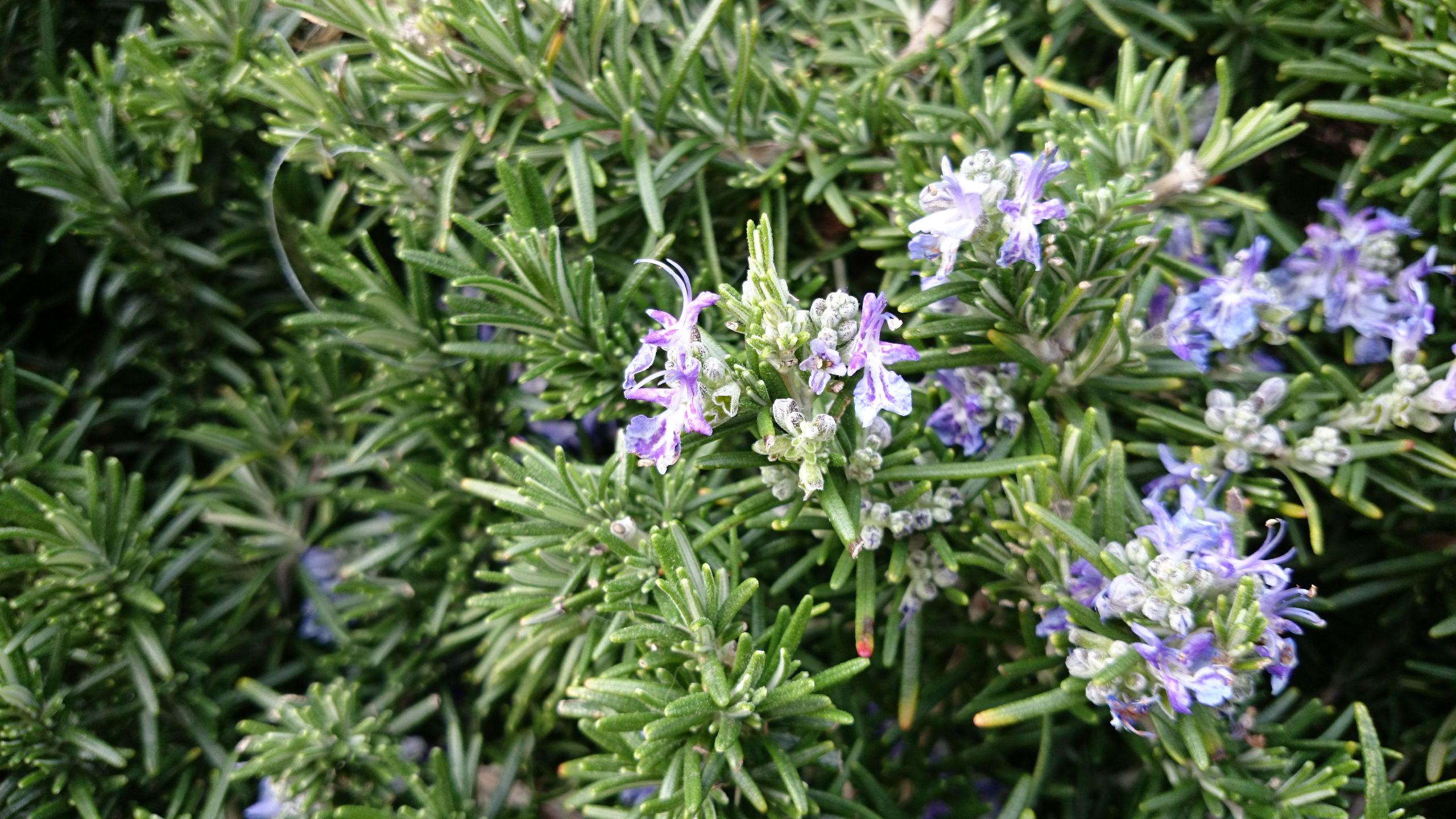 Sony Xperia Z2 to w tej chwili najlepszy telefon z Androidem 3