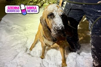 USA. 13-latek błąkał się podczas zamieci śnieżnej. Uratował go policyjny pies