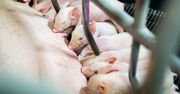 Nieoprocentowane pożyczki dla producentów świń. Kiedy hodowcy dostaną pieniądze?