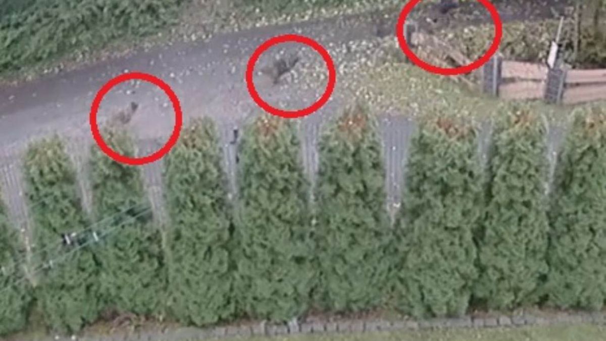 Nagranie z Brennej. Psy rzuciły się na dziecko