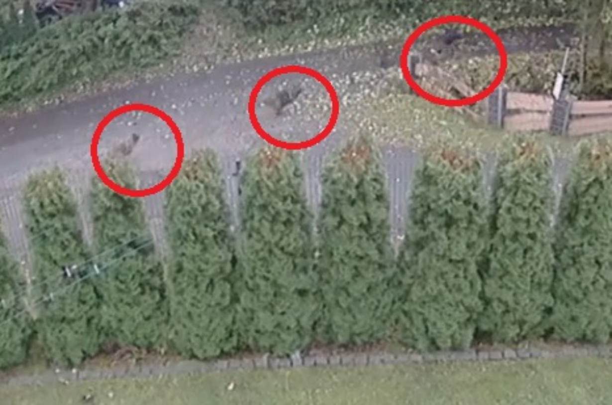 Dwa psy rzuciły się na chłopca. Nagranie z Brennej