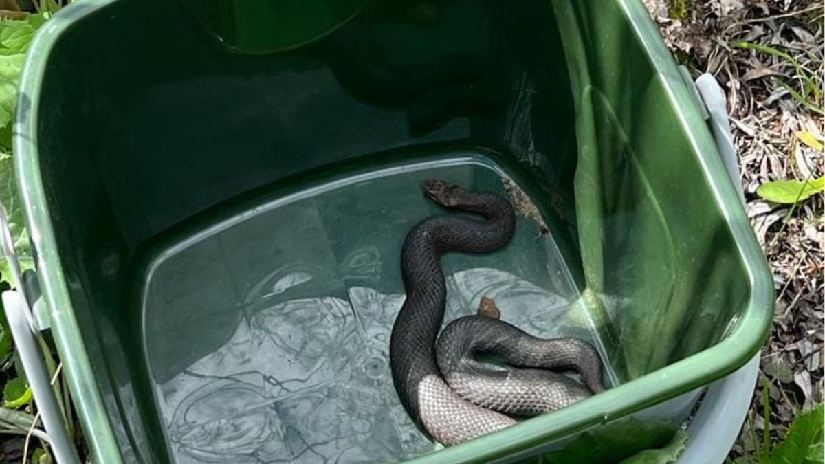 znalazł go w ogródku