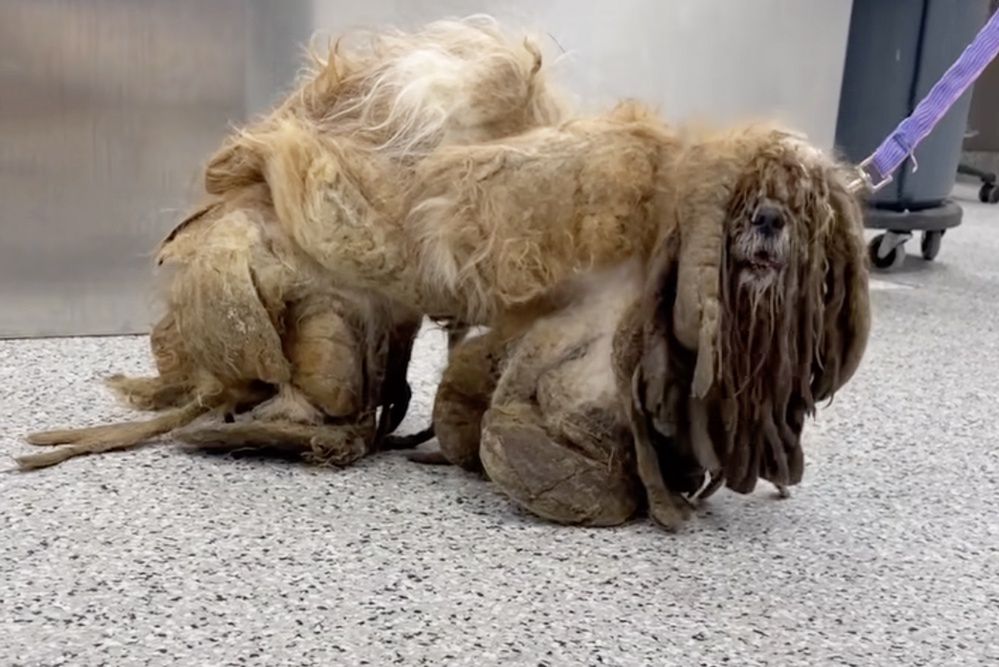 This dog looked like a creature from another planet.