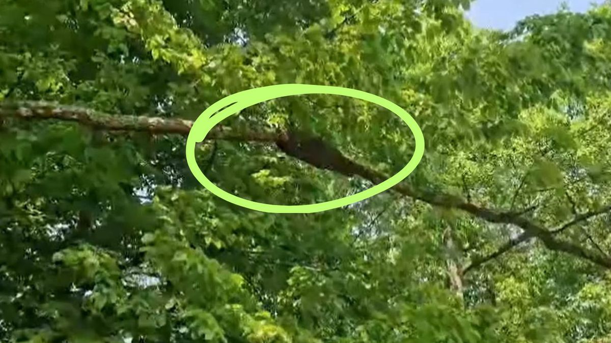 Pszczela przeprowadzka w Puszczy Białowieskiej