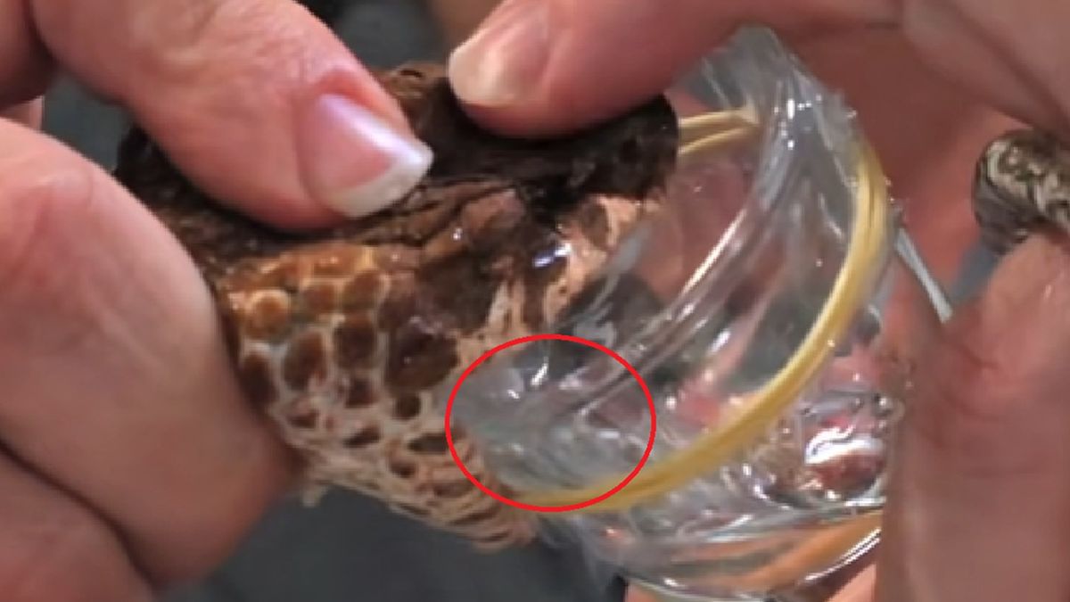 Australijczycy pokazali niespotykanego dotąd węża