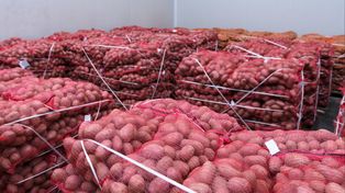 Wysłali ziemniaki do Polski. Zarobili 288 mln zł. Oto skąd je ściągamy