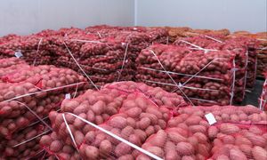 Wysłali ziemniaki do Polski. Zarobili 288 mln zł. Oto skąd je ściągamy