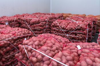 Wysłali ziemniaki do Polski. Zarobili 288 mln zł. Oto skąd je ściągamy