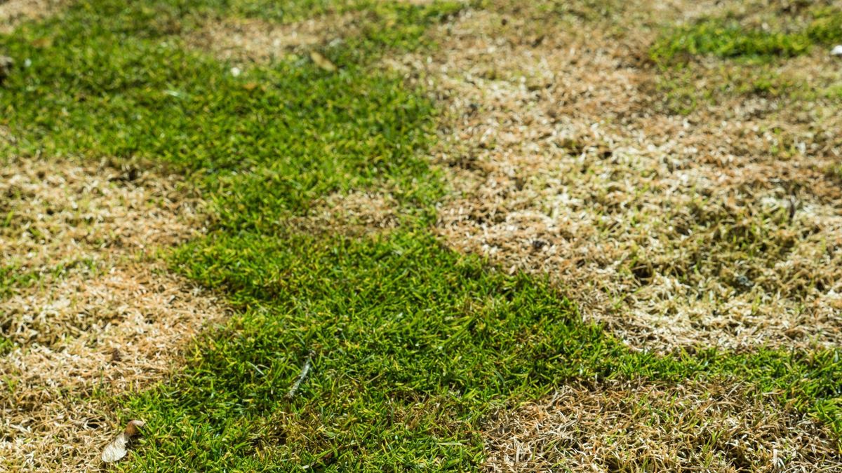 Pożółknięta trawa