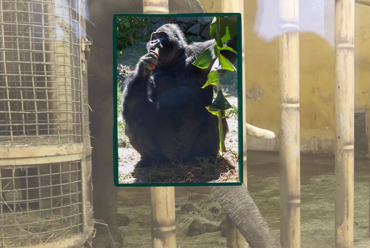 Trudna walka w kijowskim zoo. Stawką jest życie 52-letniej gorylicy