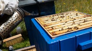 Gorzów: Zgnilec amerykański uderzył. Choroba znów atakuje pszczoły