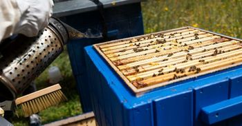 Gorzów: Zgnilec amerykański uderzył. Choroba znów atakuje pszczoły