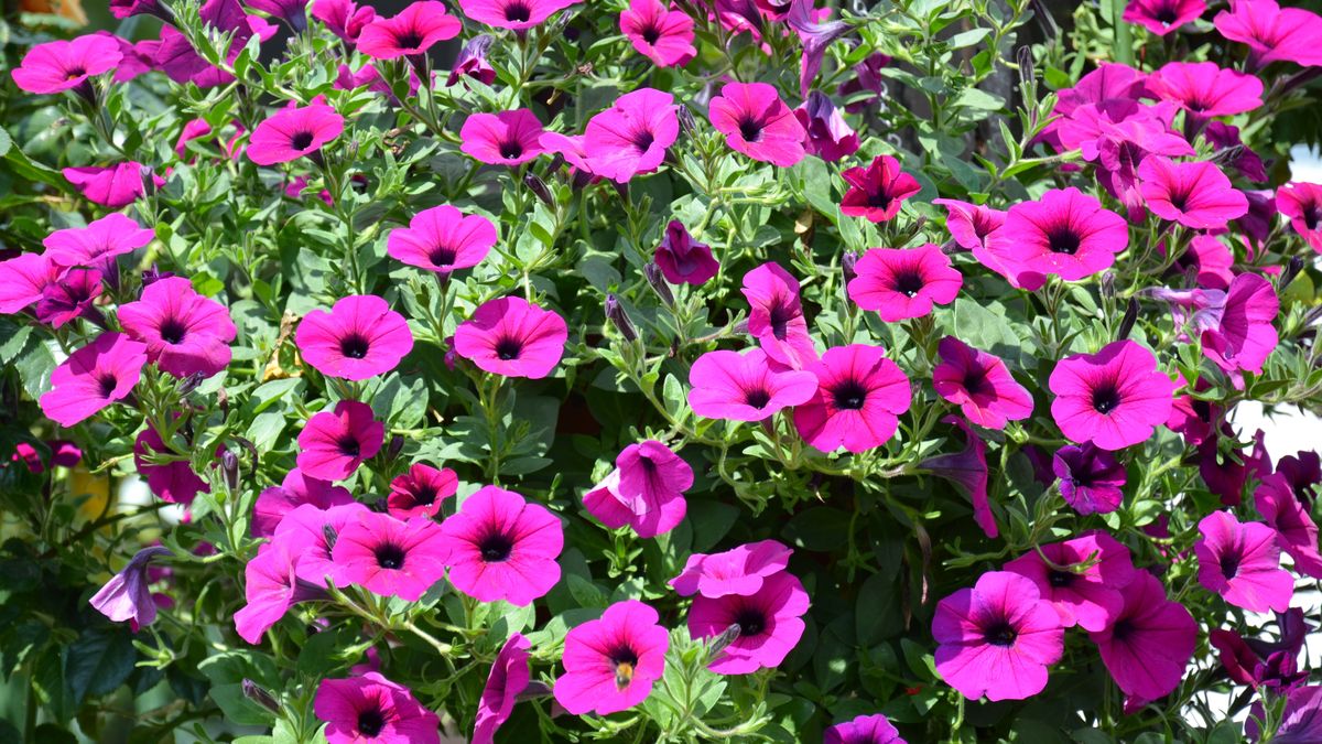 petunien, petunie, petunia, surfinia, blüten, blüte, blühen, blühend, lila, pink, balkon, balkonblume, beliebte, balkonblumen, blume, blumen, balkonpflanze, balkonpflanzen, pflanze, pflanzen, balkonbepflanzung, bepflanzung, topf, im topf, topfblume, topfblumen, topfpflanze, topfpflanzen, terrasse, terrassenpflanzen, terrassenpflanze, terrassenblumen, terrassenblume, kübelpflanze, kübelpflanzen, farbe, farben, farbenpracht, blütenpracht, zierpflanze, flora, sommerblume, frühlingsblume, blumenpracht, blumenpflege, garten, gärtnern, floristik, blumenhintergrund, hintergrund