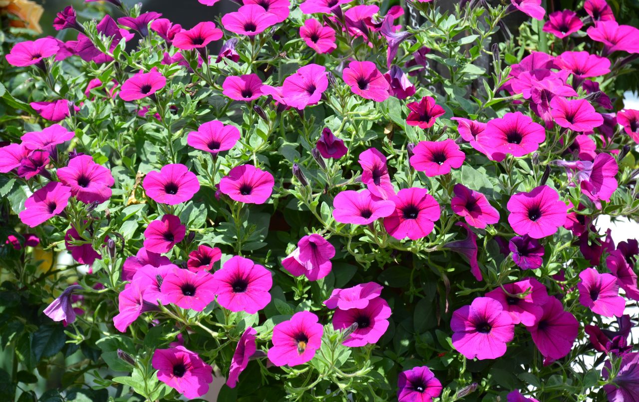 Zrób tak, a petunie będą kwitły do jesieni. Trik ogrodników
