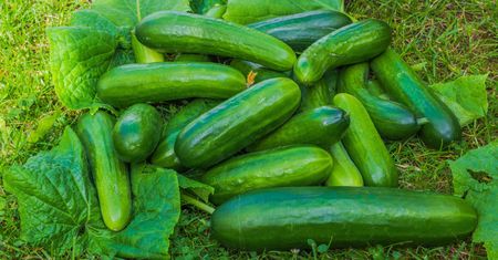 Wysłali ogórki do Polski. Import o wartości 343 mln zł. Oto skąd pochodzą
