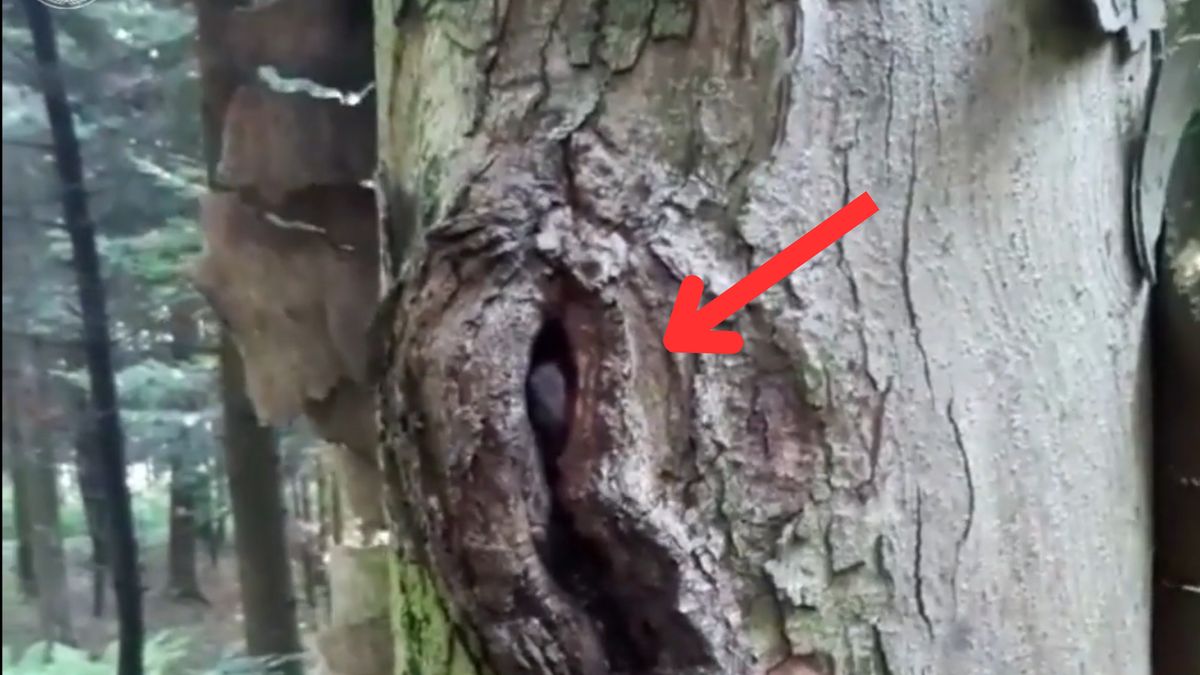 W drzewie ukrywało się niezwykłe zwierzę