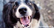 Dlaczego border collie gryzie?