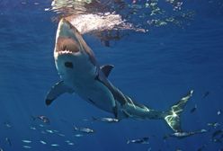 Krwiożercze ataki rekina w Karolinie Południowej. Ofierze założono setki szwów
