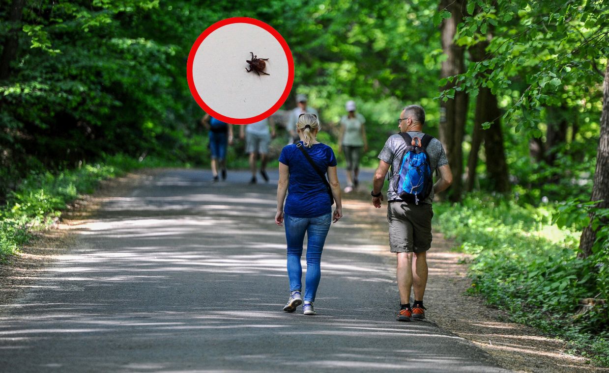 Groźne kleszcze są w Polsce. Potwierdzono