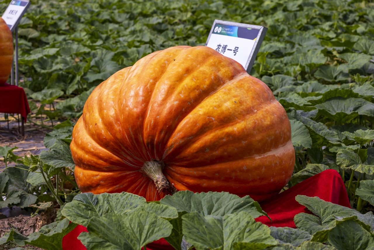 Rosną do gigantycznych rozmiarów. Ale dlaczego?