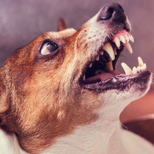 agresja lękowa u psa
