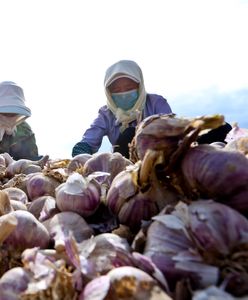 Będzie dochodzenie w sprawie czosnku? Senator z USA o zagrożeniu