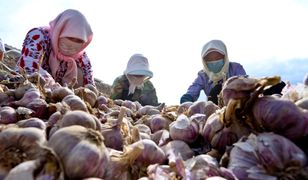 Będzie dochodzenie w sprawie czosnku? Senator z USA o zagrożeniu