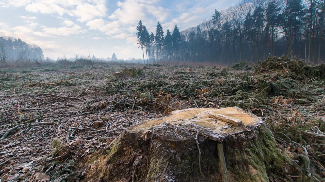 W Polsce wycięto blisko 300-letnie drzewa. Władza tłumi protesty