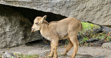 Nowy mieszkaniec Śląskiego Zoo.  Maluch podbija serca odwiedzających