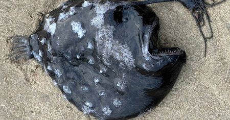 Piekielna ryba wyrzucona na plażę. Zęby ostre jak szpilki