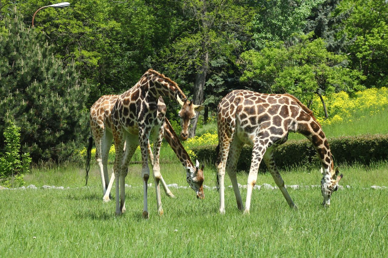 "Do ZOObaczenia w Zoo". Ogród zoologiczny otwiera kolejne atrakcje